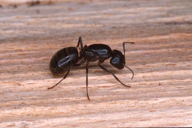 Contrôle des fourmis