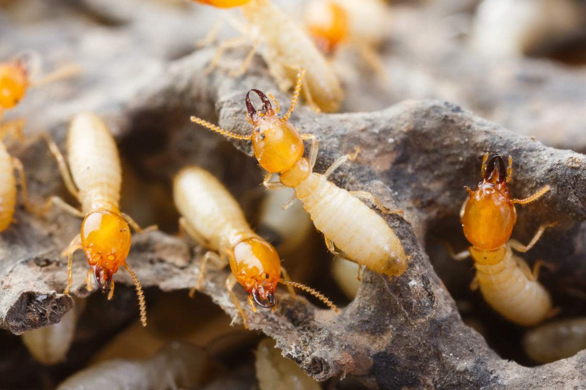 Le contrôle des termites