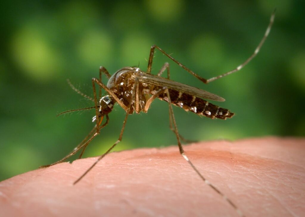 Service de lutte contre les moustiques à Montréal